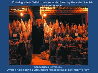 Freezing is free. Within three seconds of leaving the water, the fish are hard as rocks. A fagyasztás ingyenes… Amint a hal elhagyja a vizet, három másodperc alatt kőkeménnyé fagy. 