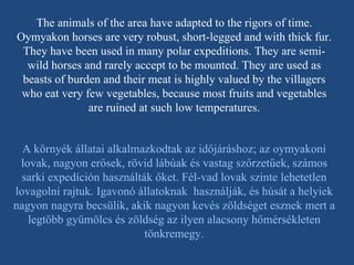 The animals of the area have adapted to the rigors of time. Oymyakon horses are very robust, short-legged and with thick fur. They have been used in many polar expeditions. They are semi-wild horses and rarely accept to be mounted. They are used as beasts of burden and their meat is highly valued by the villagers who eat very few vegetables, because most fruits and vegetables are ruined at such low temperatures. A környék állatai alkalmazkodtak az időjáráshoz; az oymyakoni lovak, nagyon erősek, rövid lábúak és vastag szőrzetűek, számos sarki expedíción használták őket. Fél-vad lovak szinte lehetetlen lovagolni rajtuk. Igavonó állatoknak  használják, és húsát a helyiek nagyon nagyra becsülik, akik nagyon kevés zöldséget esznek mert a legtöbb gyümölcs és zöldség az ilyen alacsony hőmérsékleten tönkremegy. 