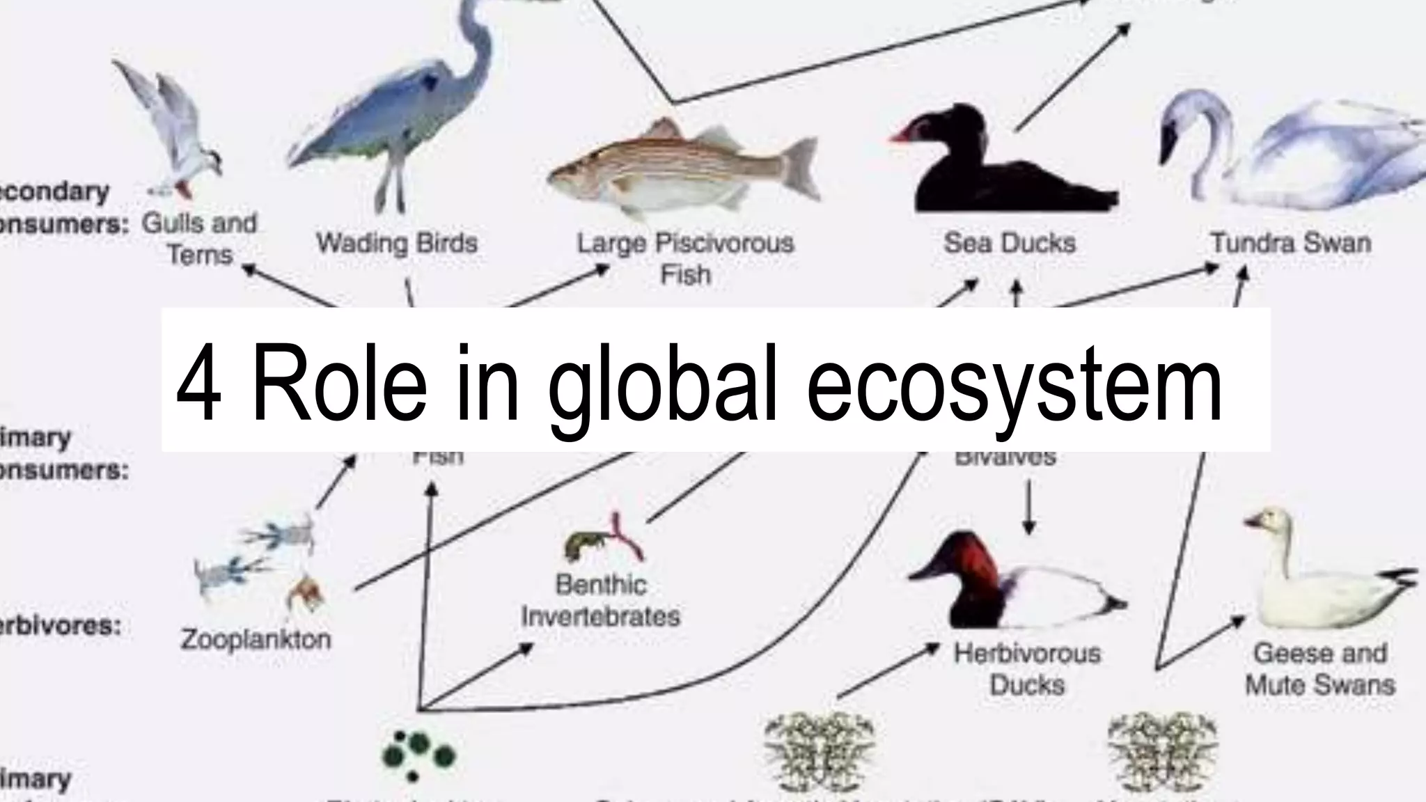 4 Role in global ecosystem
 