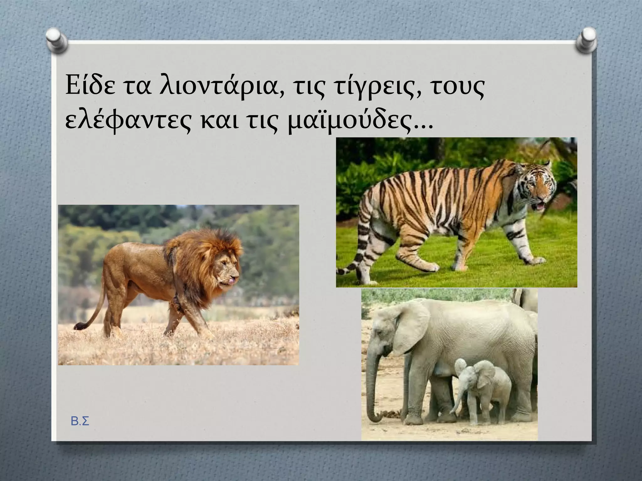 Εύδε τα λιοντϊρια, τισ τύγρεισ, τουσ
ελϋφαντεσ και τισ μαώμούδεσ...
Β.Σ
 