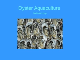 Oyster Aquaculture
Melissa Long
 
