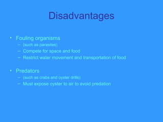 Disadvantages
• Fouling organisms
– (such as parasites)
– Compete for space and food
– Restrict water movement and transportation of food
• Predators
– (such as crabs and oyster drills)
– Must expose oyster to air to avoid predation
 