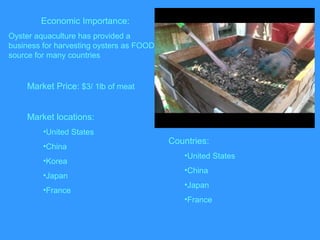 Market Price: $3/ 1lb of meat
Market locations:
•United States
•China
•Korea
•Japan
•France
Countries:
•United States
•China
•Japan
•France
Economic Importance:
Oyster aquaculture has provided a
business for harvesting oysters as FOOD
source for many countries
 