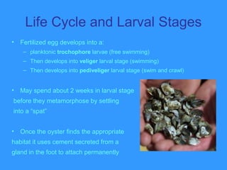Life Cycle and Larval Stages
• Fertilized egg develops into a:
– planktonic trochophore larvae (free swimming)
– Then develops into veliger larval stage (swimming)
– Then develops into pediveliger larval stage (swim and crawl)
• May spend about 2 weeks in larval stage
before they metamorphose by settling
into a “spat”
• Once the oyster finds the appropriate
habitat it uses cement secreted from a
gland in the foot to attach permanently
 