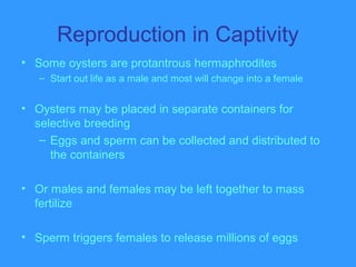 Reproduction in Captivity
• Some oysters are protantrous hermaphrodites
– Start out life as a male and most will change into a female
• Oysters may be placed in separate containers for
selective breeding
– Eggs and sperm can be collected and distributed to
the containers
• Or males and females may be left together to mass
fertilize
• Sperm triggers females to release millions of eggs
 