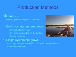 Production Methods
Growout:
Where oysters can grow to maturity
• Cultch set oysters are grown:
– On the bottom in reefs
– On ropes suspended off the bottom
– Extensive culture
• Single oysters are grown:
– In bags that are attached to racks with several layers
– Extensive culture
 