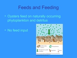 Feeds and Feeding
• Oysters feed on naturally occurring
phytoplankton and detritus
• No feed input
 