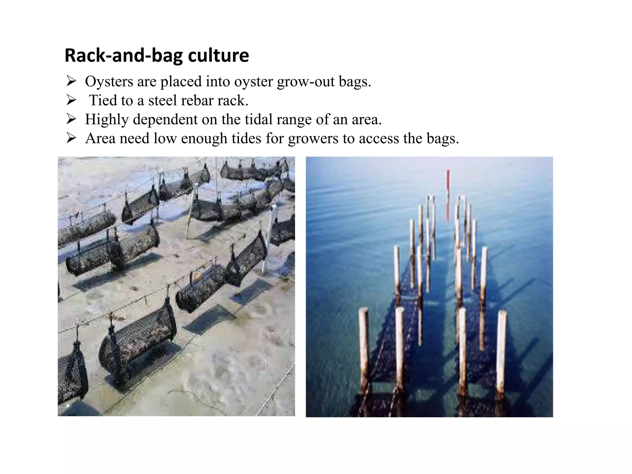 Oyster farming | PPTX