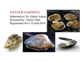 OYSTER FARMING
Submitted to: Dr. Zubair Anjum
Presented by : Imran Ullah
Registration No # 15-arid-2816
 