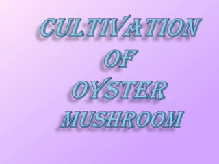 Oyster mushroom cultivation for better income  A Presentation By Mr Allah Dad Khan Former Director General Agriculture Extension KPK Province and Visiting Professor the University of Agriculture Peshawar Pakistan