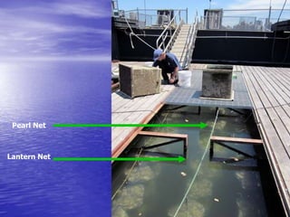 Pearl Net
Lantern Net
 