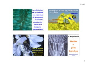 11/11/13 
2 
M. Cousin, INRA 
La pollinisation 
est un préalable 
aux processus 
de fécondation 
… et donc à la 
reproduction 
sexuée de ≈ 
toutes les 
plantes à fleurs 
Principaux modes de pollinisation 
en Europe 
Vent 
(flux polliniques 
atmosphériques 
Insectes 
Auto-pollinisation 
passive 
Tous les insectes 
floricoles ne sont 
PAS des insectes 
pollinisateurs 
N. Morison, INRA 
1. Morphologie 
Abeilles 
≈ 
poils 
branchus 
Agapostemon angelicus 
(halicte) 
B. Vaissière, Texas A&M University 
 