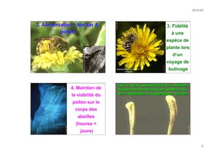 11/11/13 
3 
2. Alimentation : Nectar & 
pollen 
N. Morison, INRA 
Halictus scabiosae sur un capitule de laitue 
B. Vaissière, Texas A&M University & INRA 
3. Fidélité 
à une 
espèce de 
plante lors 
d’un 
voyage de 
butinage 
Guy Rodet, INRA 
N. Morison, INRA 
Dasypoda hirtipes sur un capitule 
d’Astéracée 
N. Morison, INRA 
4. Maintien de 
la viabilité du 
pollen sur le 
corps des 
abeilles 
(heures > 
jours) 
G. Rodet, INRA 
Sur le plan quantitatif, les abeilles 
déposent beaucoup de pollen sur 
les stigmates en quelques visites 
B. Vaissière, INRA 
 