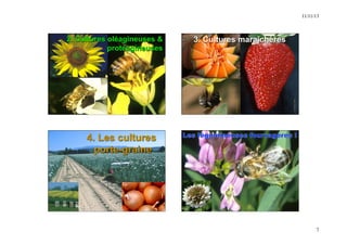 11/11/13 
7 
M. Mary, DAC 
M. Mary, Chézelles 
2. Cultures oléagineuses & 
protéagineuses 
N. Morison, INRA 
3. Cultures maraîchères 
N. Morison, INRA 
4. Les cultures 
porte-graine 
4. Seeds to plant 
 