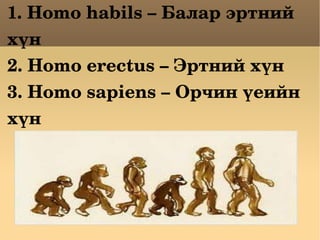 1. Homo habils C ѧݧѧ ߧڧ ? 2. Homo erectus C ߧڧ ? 3. Homo sapiens C ڧ ?֧ڧۧ ?  