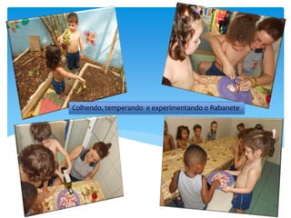 Colhendo, temperando e experimentando o Rabanete
 