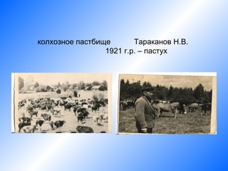 колхозное пастбище       Тараканов Н.В.
                 1921 г.р. – пастух
 