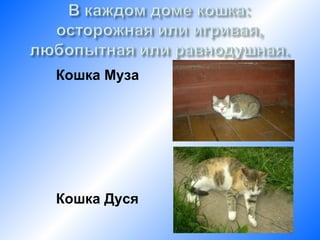 Кошка Муза




Кошка Дуся
 