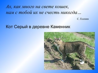 Ах, как много на свете кошек,
нам с тобой их не счесть никогда…
                               С. Есенин


Кот Серый в деревне Каменник
 