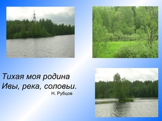 Тихая моя родина
Ивы, река, соловьи.
            Н. Рубцов
 