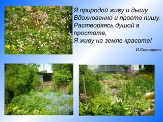 Я природой живу и дышу
Вдохновенно и просто пишу.
Растворяясь душой в
простоте,
Я живу на земле красоте!
                  И.Северянин
 