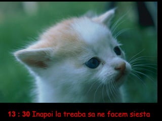 13 : 30   Inapoi la treaba sa ne facem siesta 