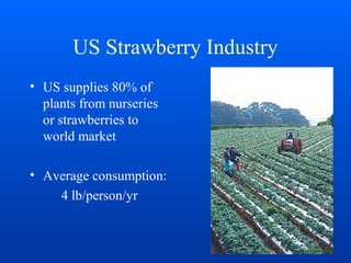 US Strawberry Industry
• US supplies 80% of
plants from nurseries
or strawberries to
world market
• Average consumption:
4 lb/person/yr
 