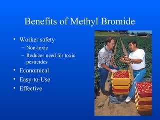 Benefits of Methyl Bromide
• Worker safety
– Non-toxic
– Reduces need for toxic
pesticides
• Economical
• Easy-to-Use
• Effective
 