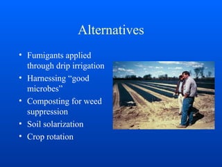 Alternatives
• Fumigants applied
through drip irrigation
• Harnessing “good
microbes”
• Composting for weed
suppression
• Soil solarization
• Crop rotation
 