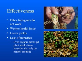 Effectiveness
• Other fumigants do
not work
• Worker health issue
• Lower yields
• Loss of nurseries
– Even organic farms get
plant stocks from
nurseries that rely on
methyl bromide
 