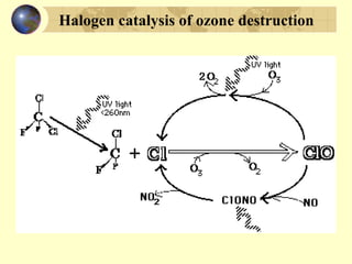 Halogen catalysis of ozone destruction
 