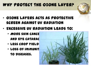 Why Protect the Ozone Layer?
• Ozone layers acts as protective
screen against UV radiation
• Excessive UV radiation leads to:
– More skin cancers
and eye cataracts.
– Less crop yields
– Loss of immunity
to diseases.
 