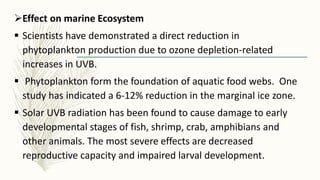 Effect on marine Ecosystem
 Scientists have demonstrated a direct reduction in
phytoplankton production due to ozone depletion-related
increases in UVB.
 Phytoplankton form the foundation of aquatic food webs. One
study has indicated a 6-12% reduction in the marginal ice zone.
 Solar UVB radiation has been found to cause damage to early
developmental stages of fish, shrimp, crab, amphibians and
other animals. The most severe effects are decreased
reproductive capacity and impaired larval development.
 