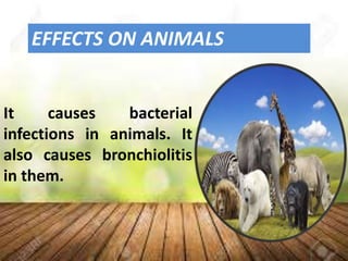 EFFECTS ON ANIMALS
It causes bacterial
infections in animals. It
also causes bronchiolitis
in them.
 