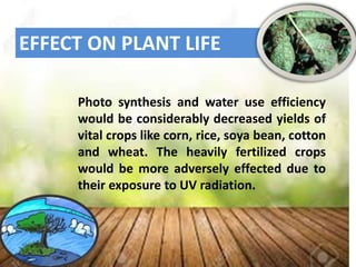 EFFECT ON PLANT LIFE
Photo synthesis and water use efficiency
would be considerably decreased yields of
vital crops like corn, rice, soya bean, cotton
and wheat. The heavily fertilized crops
would be more adversely effected due to
their exposure to UV radiation.
 