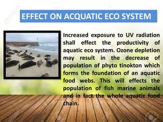 EFFECT ON ACQUATIC ECO SYSTEM
Increased exposure to UV radiation
shall effect the productivity of
aquatic eco system. Ozone depletion
may result in the decrease of
population of phyto tinokton which
forms the foundation of an aquatic
food webs. This will effects the
population of fish marine animals
and in fact the whole aquatic food
chain.
 