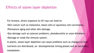 Effects of ozone layer depletion
For humans, direct exposure to UV rays can lead to:
•Skin cancer such as melanoma, basal cells or squamous cell carcinomas.
•Premature aging and other skin damage.
•Eye damage such as cataract problems, photokeratitis or snow blindness.
•Damage or weak the immune system.
In plants, ozone layer depletion can cause problems such as changes on how
nutrients are distributed, on developmental timing phases and on secondary
metabolism.
 