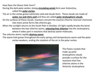 How Does the Ozone Hole Form?
During the dark polar winter, strong circulating winds form over Antarctica,
called the polar vortex.
The air in the vortex grows extremely cold and clouds form. These clouds are made of
water, ice and nitric acid and they are called polar stratospheric clouds.
On the surfaces of these clouds, reactions convert the inactive chlorine reservoir chemicals
into more active forms like chlorine gas.
When the sunlight returns to the South Pole in October, UV light rapidly breaks the bond
between the two chlorine atoms, releasing free chlorine into the stratosphere,
where it takes part in reactions that destroy ozone molecules.
The chlorine atoms rapidly destroy ozone.
The ozone hole grows throughout the early spring until temperatures warm and the polar
vortex weakens, ending the isolation of the air in the polar vortex.
The frozen crystals that
make up polar
stratospheric clouds
provide a surface for the
reactions that free
chlorine atoms in the
Antarctic stratosphere.
 