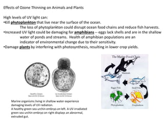 Effects of Ozone Thinning on Animals and Plants
High levels of UV light can:
•Kill phytoplankton that live near the surface of the ocean.
The loss of phytoplankton could disrupt ocean food chains and reduce fish harvests.
•Increased UV light could be damaging for amphibians -- eggs lack shells and are in the shallow
water of ponds and streams. Health of amphibian populations are an
indicator of environmental change due to their sensitivity.
•Damage plants by interfering with photosynthesis, resulting in lower crop yields.
Marine organisms living in shallow water experience
damaging levels of UV radiation.
A healthy green sea urchin embryo on left. A UV-irradiated
green sea urchin embryo on right displays an abnormal,
extruded gut.
 