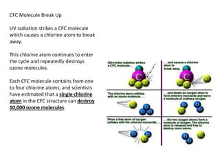CFC Molecule Break Up
UV radiation strikes a CFC molecule
which causes a chlorine atom to break
away.
This chlorine atom continues to enter
the cycle and repeatedly destroys
ozone molecules.
Each CFC molecule contains from one
to four chlorine atoms, and scientists
have estimated that a single chlorine
atom in the CFC structure can destroy
10,000 ozone molecules.
 