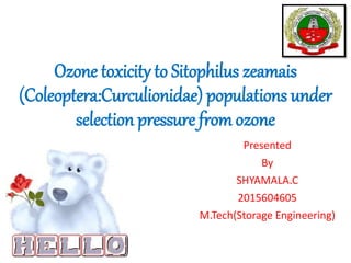 Ozone toxicity to Sitophilus zeamais
(Coleoptera:Curculionidae) populations under
selection pressure from ozone
Presented
By
SHYAMALA.C
2015604605
M.Tech(Storage Engineering)
 