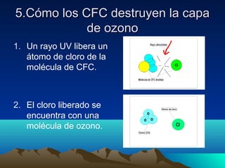 5.Cómo los CFC destruyen la capa5.Cómo los CFC destruyen la capa
de ozonode ozono
1. Un rayo UV libera un
átomo de cloro de la
molécula de CFC.
2. El cloro liberado se
encuentra con una
molécula de ozono.
 