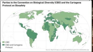 CONVENTION:
•‫البيولوجي‬ ‫التنوع‬ ‫اتفاقية‬:‫بتاريخ‬ ‫بالبرازيل‬ ‫جانيرو‬ ‫دي‬ ‫ريو‬ ‫في‬ ‫الموقعة‬5/6/1992‫بند‬ ‫الثامنة‬ ‫المادة‬ ‫وتنص‬(‫أ‬)
‫على‬ ‫االتفاقية‬ ‫من‬"‫لصي‬ ‫خاصة‬ ‫تدابير‬ ‫التخاذ‬ ‫تحتاج‬ ‫مناطق‬ ‫أو‬ ‫المحمية‬ ‫للمناطق‬ ‫نظام‬ ‫إنشاء‬‫التنوع‬ ‫انة‬‫كما‬ ‫البيولوجي‬
‫البند‬ ‫أن‬(‫د‬)‫على‬ ‫نص‬ ‫قد‬ ‫االتفاقية‬ ‫من‬ ‫المادة‬ ‫نفس‬ ‫من‬"‫الطبيع‬ ‫الموائل‬ ‫و‬ ‫االيكولوجية‬ ‫بالنظم‬ ‫النهوض‬‫صيانة‬ ‫و‬ ‫ية‬
‫الطبيعية‬ ‫البيئات‬ ‫في‬ ‫للبقاء‬ ‫القابلة‬ ‫األنواع‬ ‫مجتمعات‬"‫ب‬ ‫هي‬ ‫الطبيعية‬ ‫المحميات‬ ‫أن‬ ‫فيه‬ ‫الشك‬ ‫ما‬ ‫و‬‫طبقا‬ ‫طبيعية‬ ‫يئات‬
‫فري‬ ‫بيئية‬ ‫نظم‬ ‫من‬ ‫تحتويه‬ ‫ما‬ ‫صيانة‬ ‫و‬ ‫لدعم‬ ‫تحتاج‬ ‫السابقة‬ ‫المادة‬ ‫لنص‬‫دة‬.‫البند‬ ‫أهاب‬ ‫كما‬(‫و‬)‫ا‬ ‫ألزم‬ ‫و‬‫لحكومات‬
‫إعا‬ ‫و‬ ‫تدهورها‬ ‫تم‬ ‫التي‬ ‫البيئية‬ ‫النظم‬ ‫تأهيل‬ ‫و‬ ‫إصالح‬ ‫بضرورة‬ ‫الموقعة‬‫إعاد‬ ‫و‬ ‫الطبيعية‬ ‫حالتها‬ ‫إلى‬ ‫دتها‬‫األنواع‬ ‫ة‬
‫الحماي‬ ‫استراتيجيات‬ ‫و‬ ‫سياسات‬ ‫بوضع‬ ‫ذلك‬ ‫و‬ ‫الطبيعي‬ ‫وضعها‬ ‫إلى‬ ‫المهددة‬‫ة‬.‫البند‬ ‫أن‬ ‫بل‬(‫ح‬)‫نفس‬ ‫من‬‫قد‬ ‫المادة‬
‫باالنقراض‬ ‫المهددة‬ ‫األنواع‬ ‫استئصال‬ ‫منع‬.
 