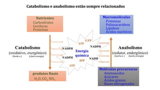 Nutrientes
Carboidratos
Gorduras
Proteinas
produtos finais
H2O, CO2, NH3
Catabolismo
(oxidativo, exergônico)
Macromoléculas
Proteinas
Polissacarideos
Lipideos
Ácidos nucleicos
Moléculas precursoras
Aminoacidos
Açúcares
Ácidos graxos
Bases nitrogenadas
Anabolismo
(redutor, endergônico)
Energia
química
ATP
NADPH
NADPH
NADPH
GTP
ATP
ATP
NADH
Catabolismo e anabolismo estão sempre relacionados
(Ganha e-) (Ganha energia)
(Perde e-) (Libera energia)
 
