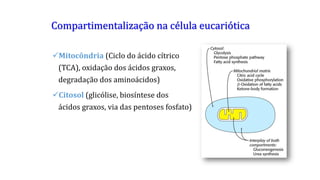 Compartimentalização na célula eucariótica
Mitocôndria (Ciclo do ácido cítrico
(TCA), oxidação dos ácidos graxos,
degradação dos aminoácidos)
Citosol (glicólise, biosíntese dos
ácidos graxos, via das pentoses fosfato)
 