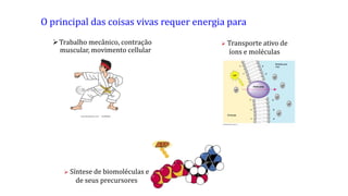 O principal das coisas vivas requer energia para
Trabalho mecânico, contração
muscular, movimento cellular
 Transporte ativo de
íons e moléculas
 Síntese de biomoléculas e
de seus precursores
 