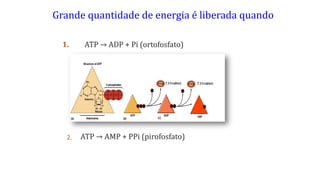Grande quantidade de energia é liberada quando
1.
2. ATP → AMP + PPi (pirofosfato)
ATP → ADP + Pi (ortofosfato)
 