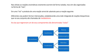 Nas células as reações enzimáticas raramente ocorrem de forma isolada, mas sim são organizadas
na forma de “vias”.
Em uma “via” o produto de uma reação serve de substrato para a reação seguinte.
Diferentes vias podem formar intersecções, estabelecendo uma rede integrada de reações bioquímicas
que no seu conjunto são chamadas de metabolismo
As vias que regeneram um de seus componentes são denominadas “ciclos”
 
