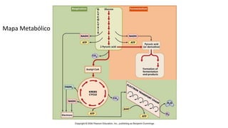Mapa Metabólico
 