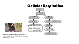 Dor muscular após exercício intenso é
por causa da fermentação láctica: o ácido
láctico provoca dor.
 